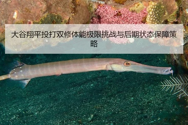 大谷翔平投打双修体能极限挑战与后期状态保障策略